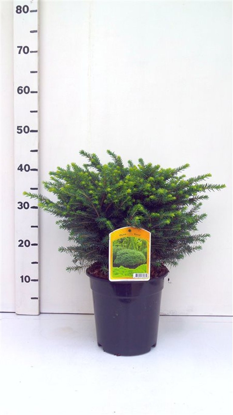 Picea omorika 'Karel' - C3 30-40 CM